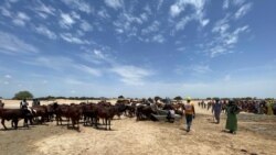 Najeriya: Durooɓe no samma laddeeji kecci fii na'i e dammi maɓɓe