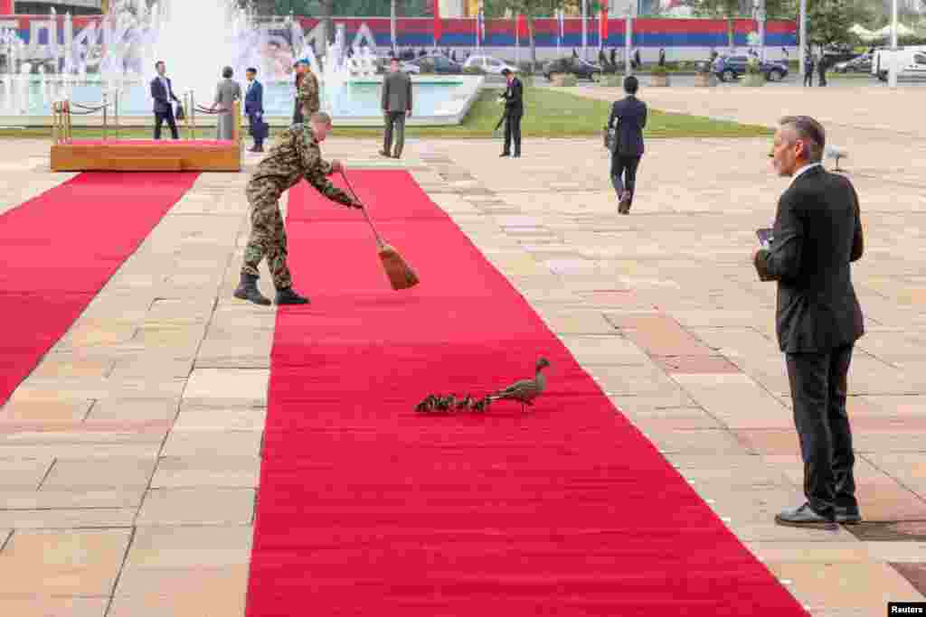Ducks walk across the red carpet, ahead of a meeting between Serbian President Aleksandar Vucic and Chinese President Xi Jinping as part of the Chinese President's two-day state visit, in Belgrade, Serbia.