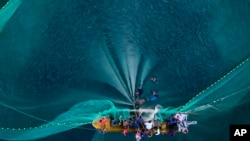 FILE - People pull a large net of fish off the coast of Chuao, Venezuela, June 7, 2023. (AP Photo/Matias Delacroix)