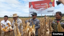 Asisten Khusus Menteri Pertahanan Bidang Ketahanan Pangan, Letjend TNI Purnawirawan Ida Bagus Purwalaksana, dan pejabat Kemenhan Mayjen TNI Purnawirawan Yos Trioso melakukan panen raya komoditas jagung di lahan food estate, Gunung Mas, Kalteng, Senin (11/3) (humas Kementan)