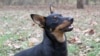 Lancashire Heeler: Small Dog with Big Smile