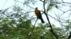 El turpial montañero o toche (Icterus chrysater) se distribuye a lo largo de Centroamérica y norte de Sudamérica. Foto: Johan Reyes, VOA. 