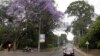Kenya Declares Surprise Public Holiday for National Campaign to Plant 15 Billion Trees 