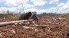 Mudanças climáticas arruinam agricultura de subsistência em Manica
