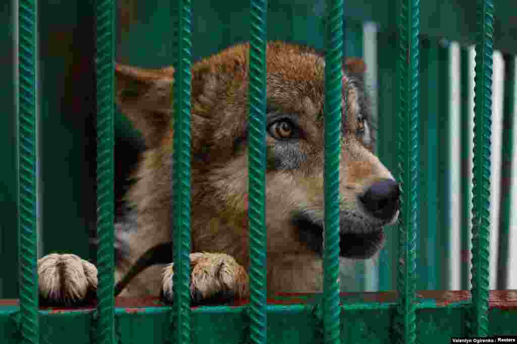 Popova intenta evacuar a los animales a través de la frontera hacia la Unión Europea lo más rápido posible, pero dice que con el tiempo se ha vuelto más difícil. “Al comienzo de la guerra, Europa estaba más entusiasmada con la acogida de animales. Hemos transportado más de 200 animales, pero tampoco tienen un número ilimitado de recintos”, dijo.