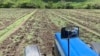 Productores agropecuarios trabajan la tierra en una zona ganadera de Venezuela. ARCHIVO 