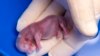 Rhino’s Pregnancy from Embryo Transfer May Help Nearly Extinct Subspecies 