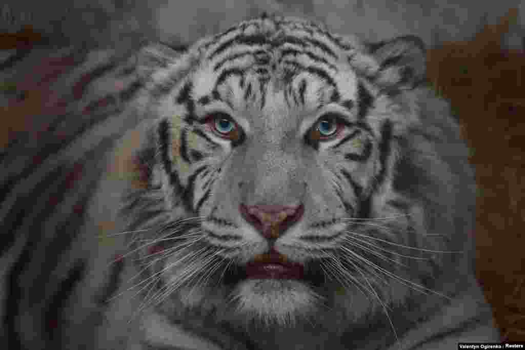 Un tigre blanco llamado Aleks es uno de los 27 animales que esperan ser evacuados a un lugar seguro del Centro de Rescate de Animales Salvajes en el pueblo de Chubynske, en la región de Kiev. Aleks fue rescatado por Natalya Popova, de 51 años, una economista sin experiencia veterinaria formal que rescata regularmente animales exóticos y mascotas que quedaron atrás o fueron abandonadas debido a la invasión de Rusia en Ucrania. 