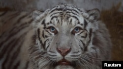 En fotos: Animales conmocionados por los ataques de Rusia en Ucrania esperan nuevos hogares lejos de la guerra