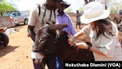 Matebeleland North donkeys welfare project