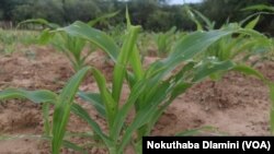Hwange army worm