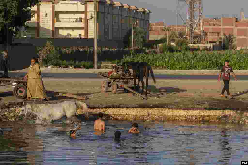Young workers and their horse seek relief from the 104 degrees Fahrenheit heat in the polluted but easily accessible Mariouteya canal, near Cairo. (Hamada Elrasam/VOA)