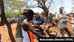Matebeleland North donkeys welfare project