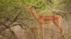 Longer Droughts in Zimbabwe Take a Toll on Wildlife and Cause More Frequent Clashes with People