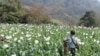 Myanmar Kini Produser Opium Utama Dunia