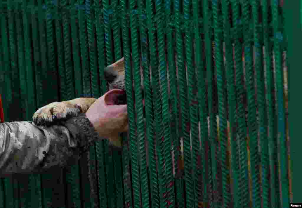 Popova acaricia a una loba llamada Venera. “Cada vez es más difícil encontrar lugares que acepten a nuestros animales”, dijo.