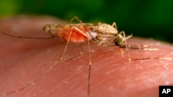 Nyamuk Anopheles betina yang menyebabkan penyakit malaria. (Foto: James Gathany/CDC via AP, File)