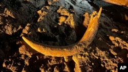 FILE - This image provided by Coleman Fredricks show a mammoth tusk coal miners unearthed in May 2023 at the Freedom Mine near Beulah, N.D. 