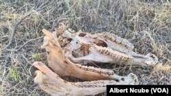 Gwanda mysterious donkey disease
