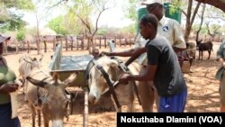 Matebeleland North donkeys welfare project