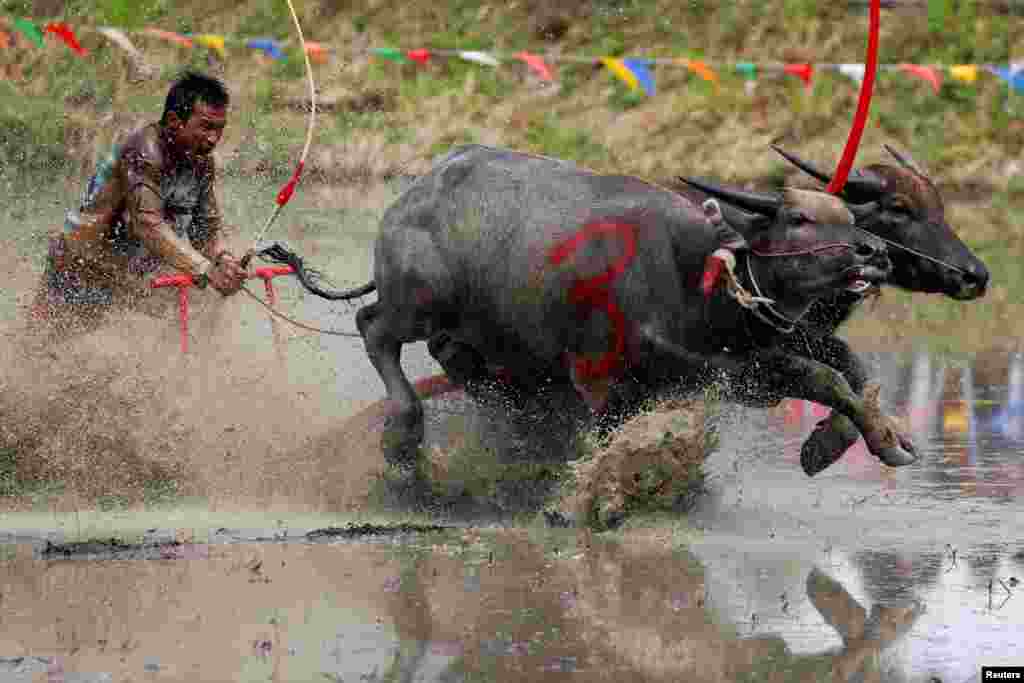 A jockey competes in Chonburi's annual buffalo race festival in Chonburi province, Thailand.