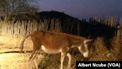 Gwanda mysterious donkey disease