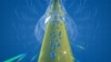 Experiment Shows Gravity Affects Antimatter and Matter the Same Way