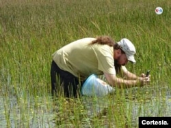 De acuerdo con el investigador, estos peces se han adaptado durante cientos de miles o millones de años a vivir en un cierto tipo de ecosistemas llamados estacionales, temporales o incluso efímeros.
