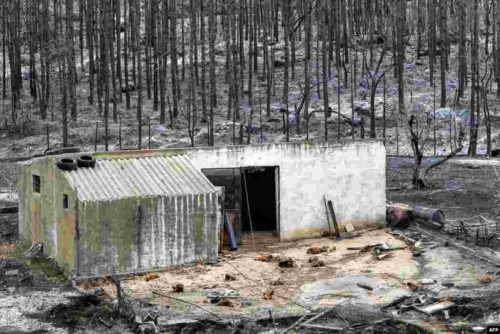 The charred bodies of chicken lie on the ground at a poultry farm in the aftermath of a forest fire near the town of Melloula in northwestern Tunisia close to the border with Algeria, July 26, 2023. At least 300 people were evacuated by sea and by land from Melloula, according to the Tunisian national guard, as fires raged again there.
