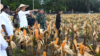'Food Estate' Dikritik, Mentan Klaim Sudah Panen Jagung