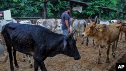 India Cattle Disease