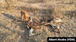 Gwanda mysterious donkey disease