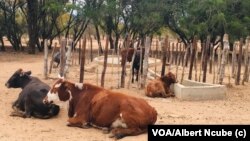 Izakhamizi zeGungwe, eGwanda South, zikhala ngokusilela kwamanzi kulandela ukudubuka kwedamu lokutsha kwezikotsho.