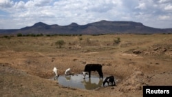 Livestock drink from a drying river outside Utrecht, a small town in the northwest of KwaZulu-Natal, South Africa, Nov. 8, 2015. 