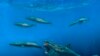 Giant Sharks Once Roamed the Seas, Feasting on Huge Meals