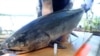Officials Say Climate Change Is Starving Alaska’s Salmon