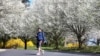 Invasive Fruit Tree Reported Across the US