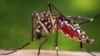 Study: Your Smell Could Attract Mosquitoes