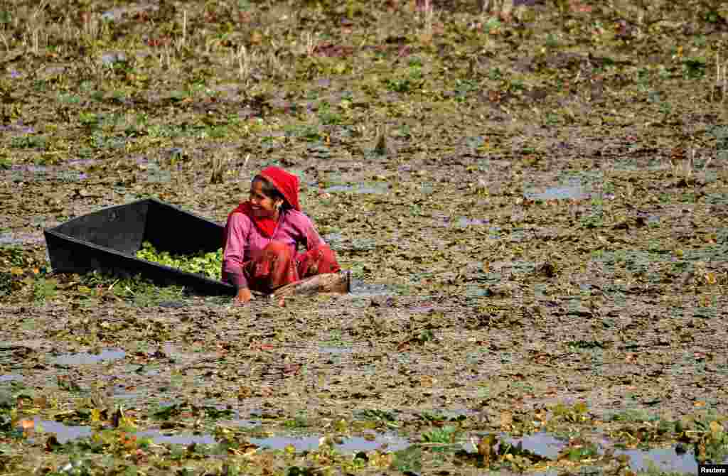 Seorang perempuan mengumpulkan kastanya (chestnut) atau "singada" (nama lokal) dari sebuah kolam di Masuda, Rajasthan, India.