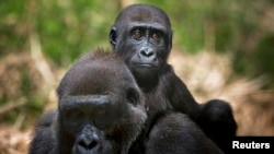A baby lowland gorilla rides on his mother's back at the primate sanctuary run by the Cameroon Wildlife Aid Fund in Mefou National Park, just outside the capital Yaounde, March 21, 2009. During the women's Africa Cup of Nations football tournament in Cameroon, the Sports for Nature campaign will call attention to endangered animals. 