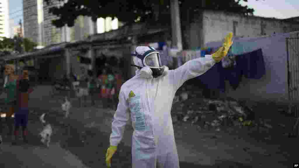 Equipas brasileiras tentando controlar o mosquito Aedes aegypti que transmite o vírus Zica.