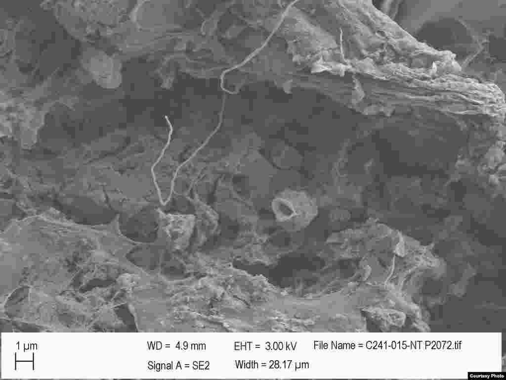 Pit-forming bacteria on pieces of weathered pieces of plastic retrieved from the Sargasso Sea in the North Atlantic. (Credit: E. Zettler, SEA Education Association)
