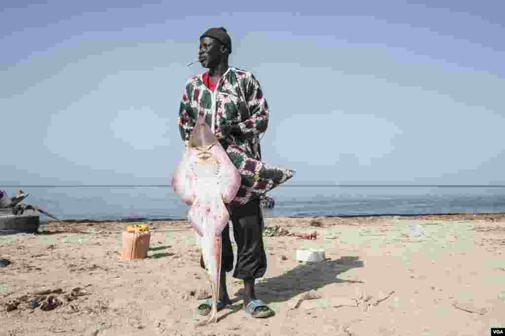 Mamadou Ba poses for a portrait with a "guitar" ray. He calls the others electric rays. He has been cutting, drying and selling rays for decades. Joal, Senegal, May 30, 2017. (R. Shryock/VOA)