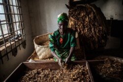 FILE - A Malawian tobacco farm employee is at work during a grading process at a tobacco farm in Zomba Municipality, Malawi, May 20, 2014.