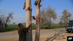 تصویر خبرگزاری آسوشیتدپرس از درختی در روستای تلمبه که گفته می‌شود جسد فرد مقتول از آن آویزان شده بود. یک مامور پلیس در حال نمونه برداری از خون روی درخت است.