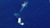 Intentan salvar a una ballena azul
