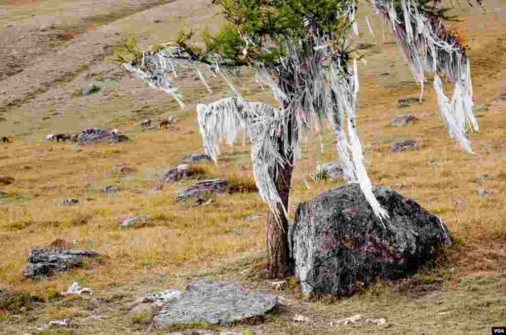 A summer season of white prayer ribbons festoon a cedar tree on a mountainside. Following shamanistic beliefs of the White Faith, travelers tie white ribbons to tree branches for good luck. VOA Photo: Vera Undritz