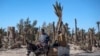 Deux agriculteurs sur une charrette dans l'oasis marocaine de Skoura, une zone rurale d'environ 40 kilomètres carrés, le 27 janvier 2020. (AFP/Fadel Senna)