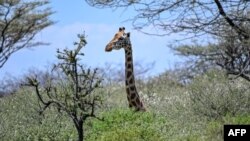 FILE - A A Rothschild subspecies of giraffe is seen on ol-Kokwe Island on Lake Baringo, Kenya.
