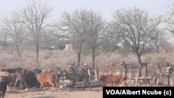 Ukutsha kwamadamu esabelweni seZansi yemaNdebeleni sekutshiye izifuyo zibhekane lodubo lwamanzi